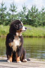 Bernese mountain dog puppy in kennel. Cute puppy posing outside.
