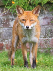 Obraz premium Fox portrait