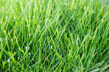 green grass in the sun. grass green background