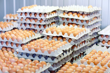 a lot of eggs in the cardboard boxes.