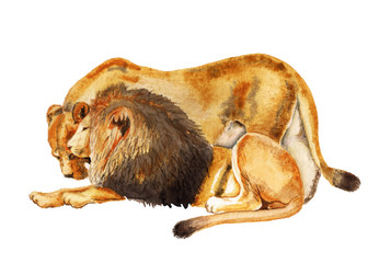 Obraz premium Couple lion and lioness