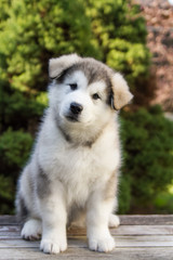 Alaskan malamute puppy posing outside.	