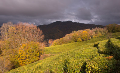 panoramic view of the tea plantations in the mountains. Against the background of a stormy sky. Autumn