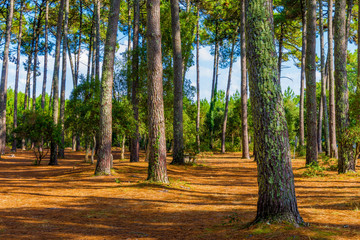Forêt de pin dans les Landes