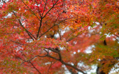 Japanese maple leaves turning red during autumn season.