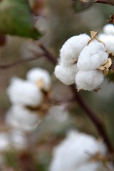 Cotton ready for harvest