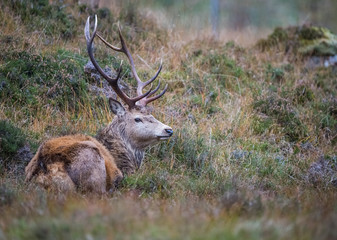 Red Deer 