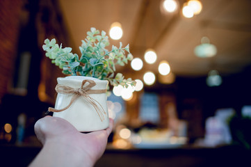 Obraz premium Hands and pots of light green flowers and bokeh background blurred. And there is a copy space.