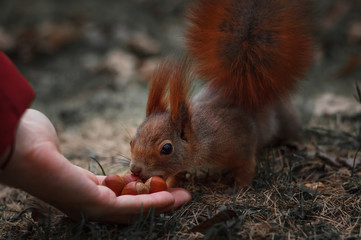 Squirrel takes the nuts from the hand, the squirrel close-up