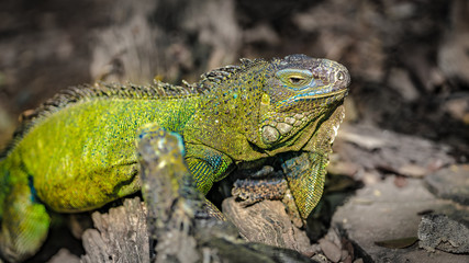 Green Iguana Lizard