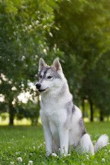 Husky dog outside in green background.