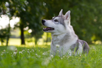Husky dog outside in green background.