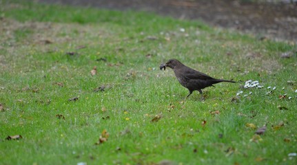 bird on grass