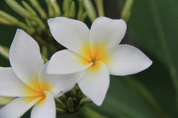 Fototapeta premium flowers frangipani plumeria