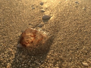 Jellyfish on the beach