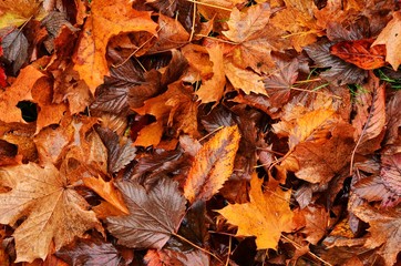 autumn leaves on ground