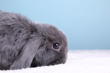 Little rabbit in front of a colored background