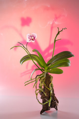 Beautiful Orchid flower growing on a natural tree surrounded by haze.