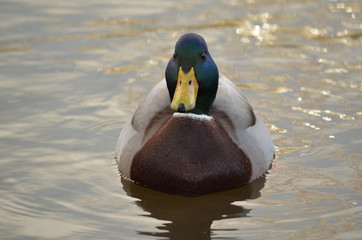 duck in the water