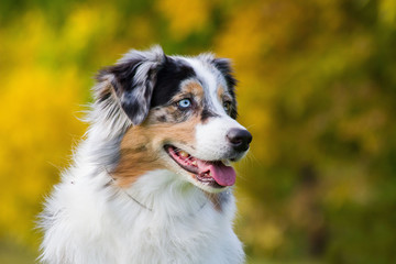 Fototapeta premium Australian shepherd dog outside in beautiful colorful autumn. 