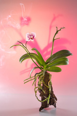 Beautiful Orchid flower growing on a natural tree surrounded by haze.