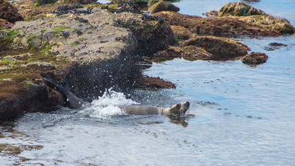 Fototapeta premium California Sea Lion plunges into the Pacific from a Rocky Ledge