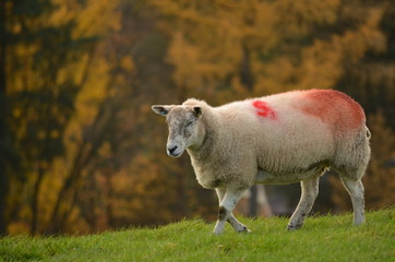sheep in field