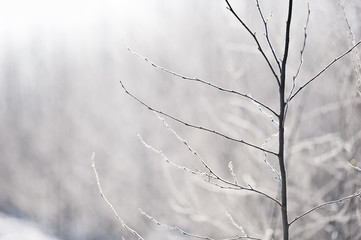Snow and frost covered tree branches backlight by the low angle sun. Selective focus and shallow depth of field.
