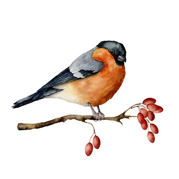 Watercolor bullfinch sitting on tree branch with berries. Hand painted winter illustration with bird and dog rose berries isolated on white background.  Holiday print for design. Christmas card