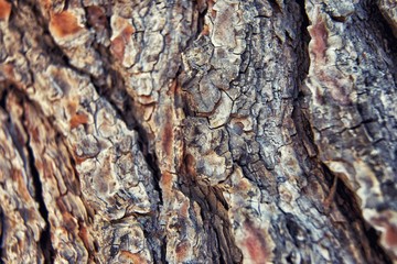 Bark background image close-up. wood texture. shallow DOF