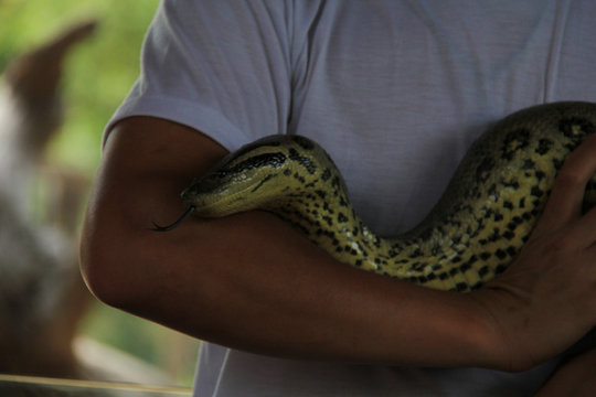 snake in hand