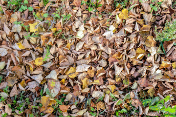 autumn leaves on green grass