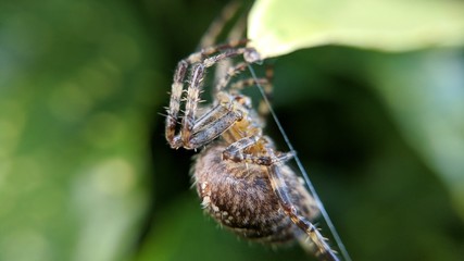 Spider hanging