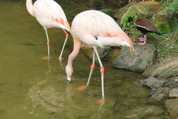 flamingo in zoo