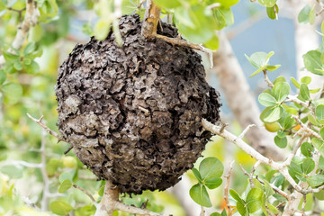 Thailand, Pha Taem National Park, ant nest in tree