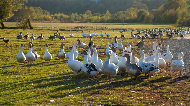 Geese grazing in a meadow