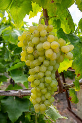 Fresh grapes field vineyard. Buca / Izmir / Turkey