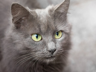 Portrait of a gray cat with green eyes close-up_