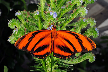Passionsblumenfalter (Dryadula phaetusa) - Orange Tiger