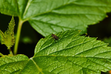 Currant bush. A fly sits on a sheet of currant. Nature, macro, close-up. Russia, Moscow region, Shatura.A fly on a sheet of currant