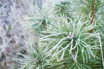 Naklejka na ściany i meble Pine needles and strong frost
