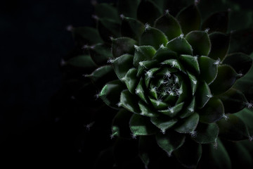 Succulent Echeveria macro