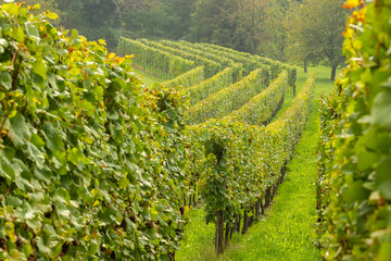 Rangées de vignes