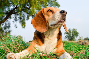 Adorable beagle in a field at countryside