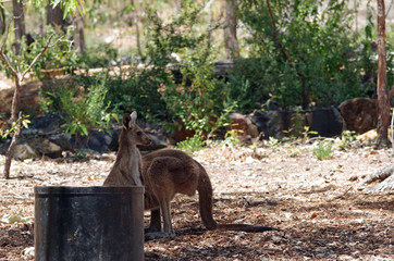 looking for kangaroo