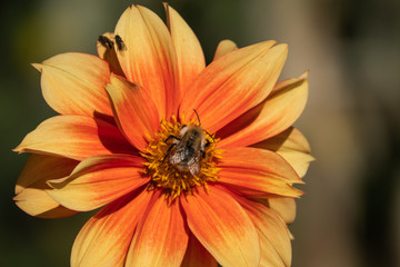Carder Bumblebee on Orange Dahlia Flower