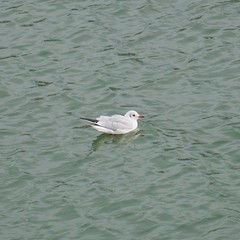 the birds in the nature