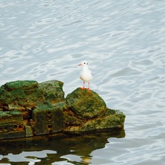 the birds in the nature