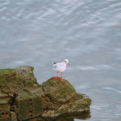 the birds in the nature