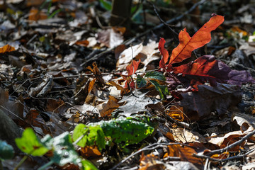 Herbst